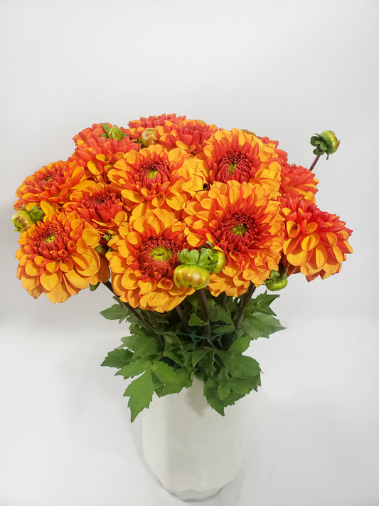 DAHLIA(SEPTEMBER & OCTOBER)