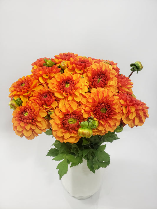 DAHLIA(SEPTEMBER & OCTOBER)