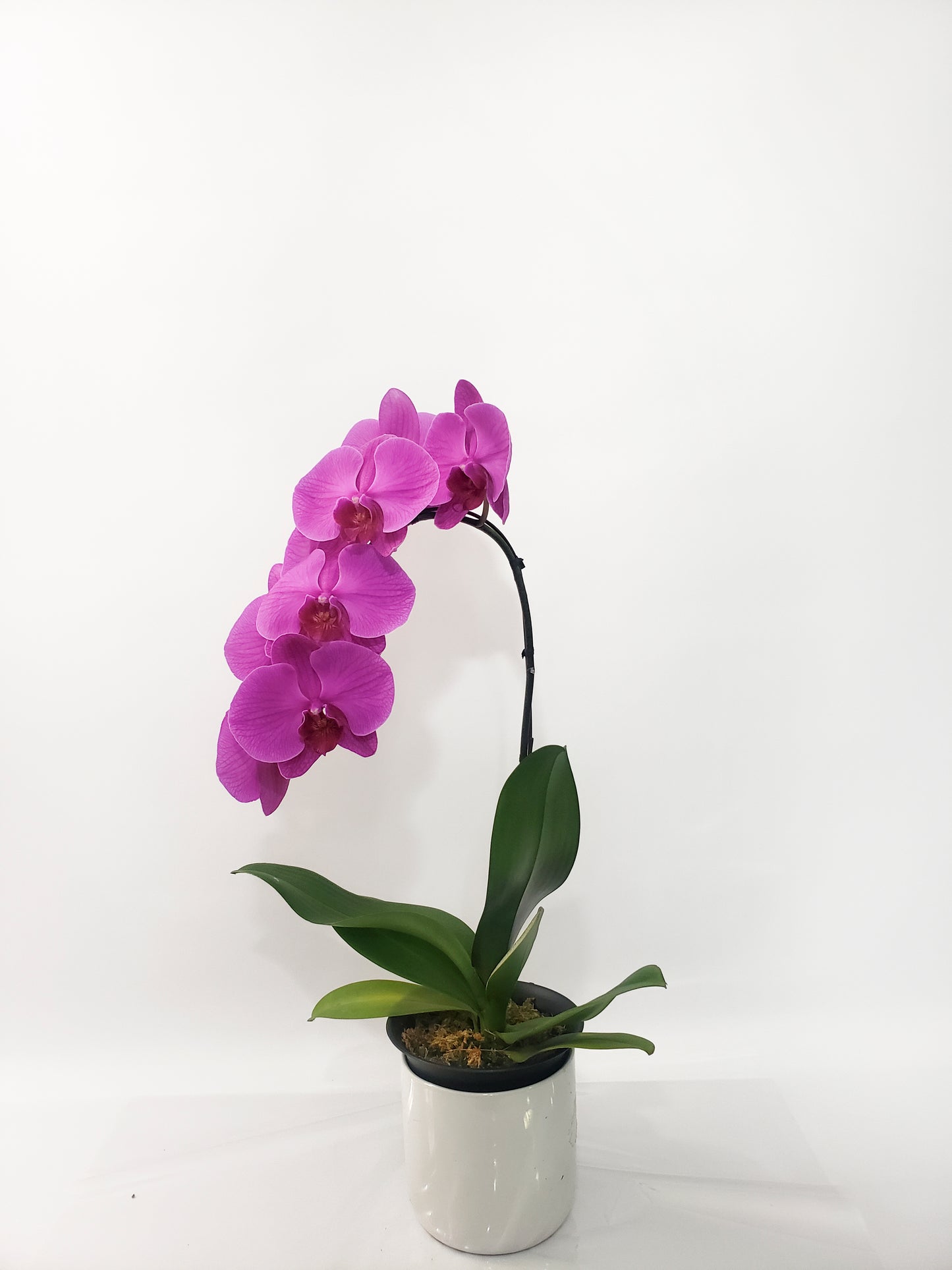 ORCHID