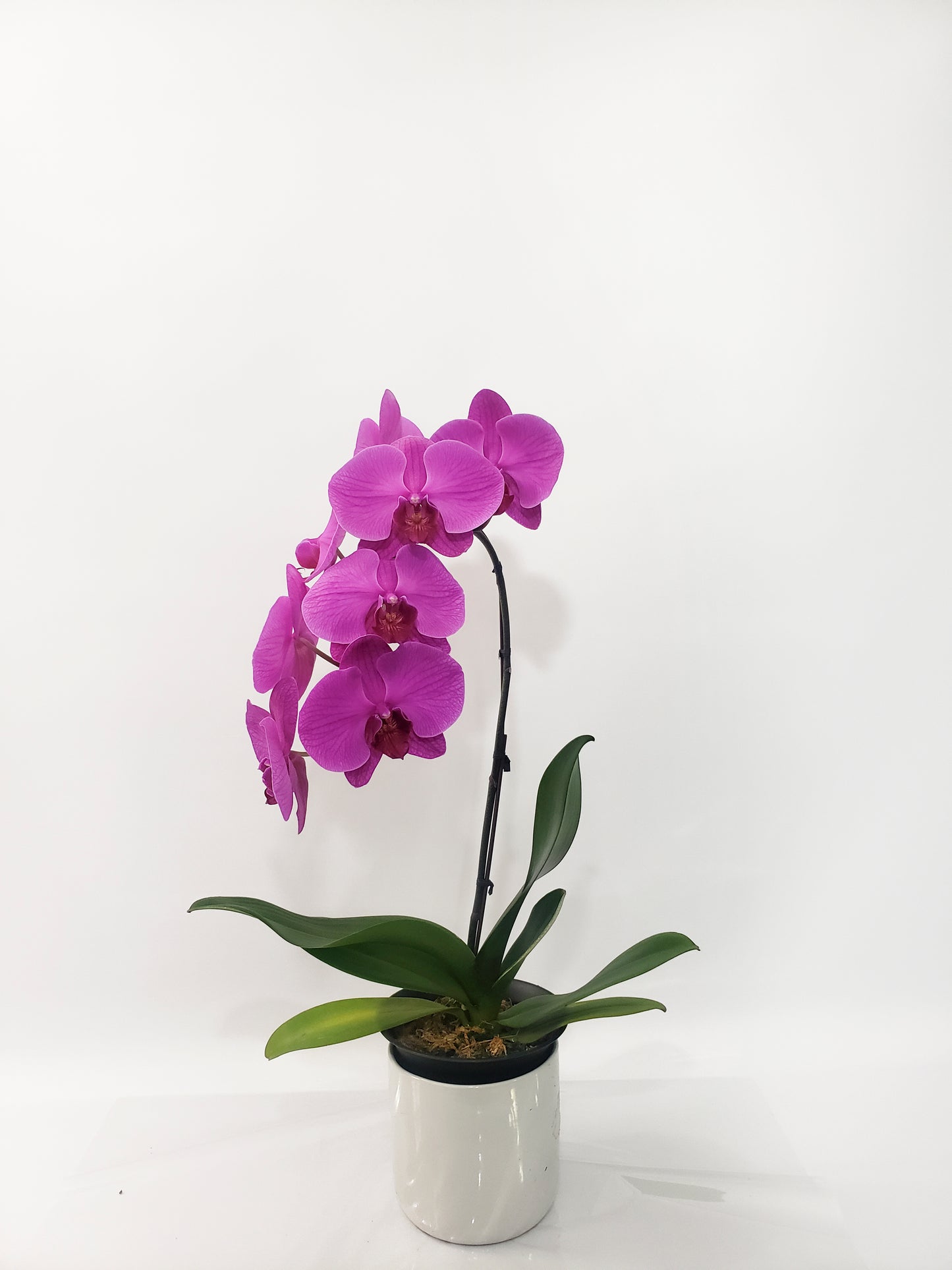 ORCHID