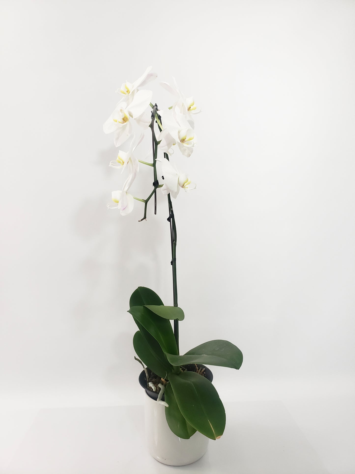 WHITE ORCHID