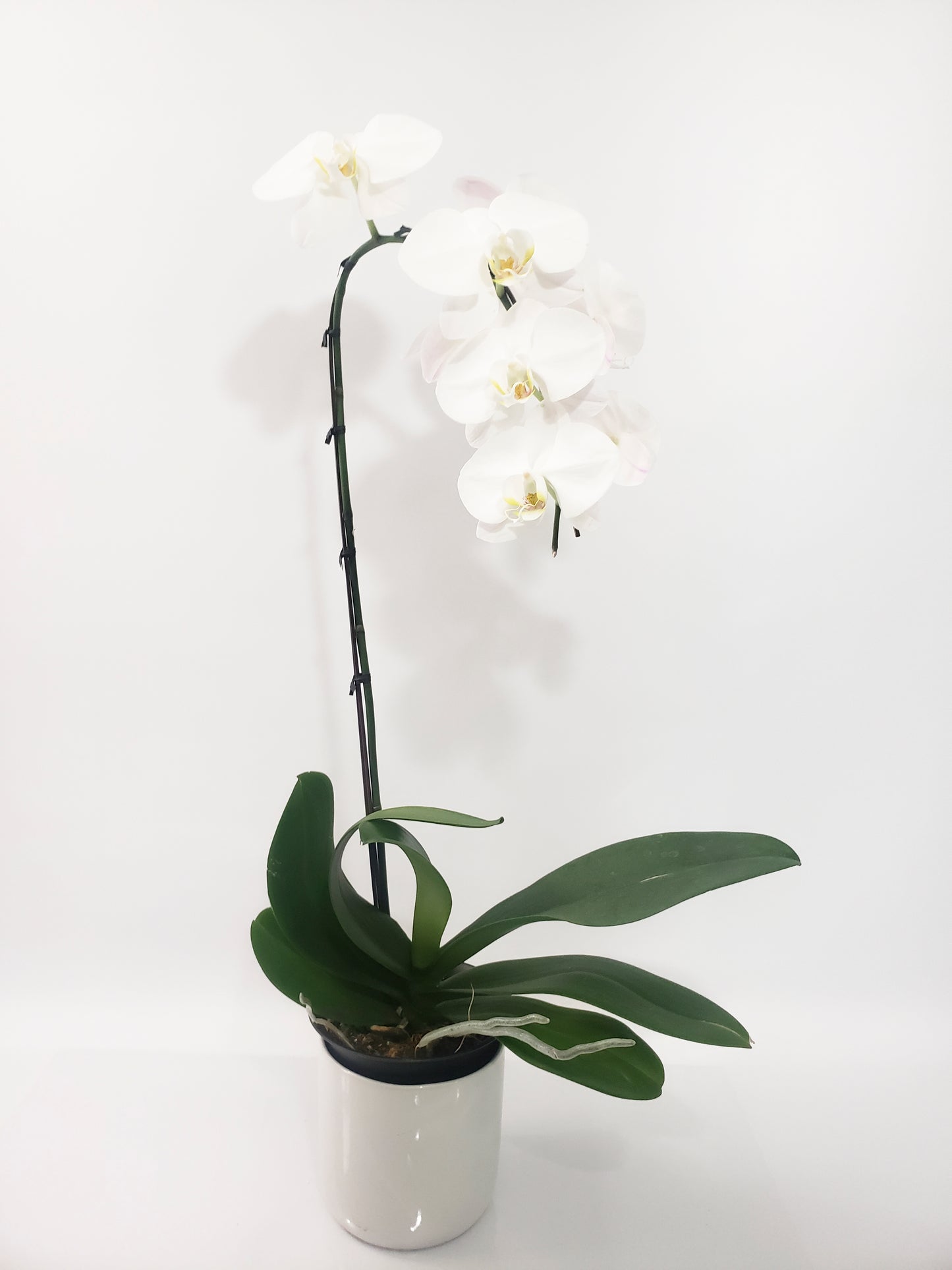 WHITE ORCHID