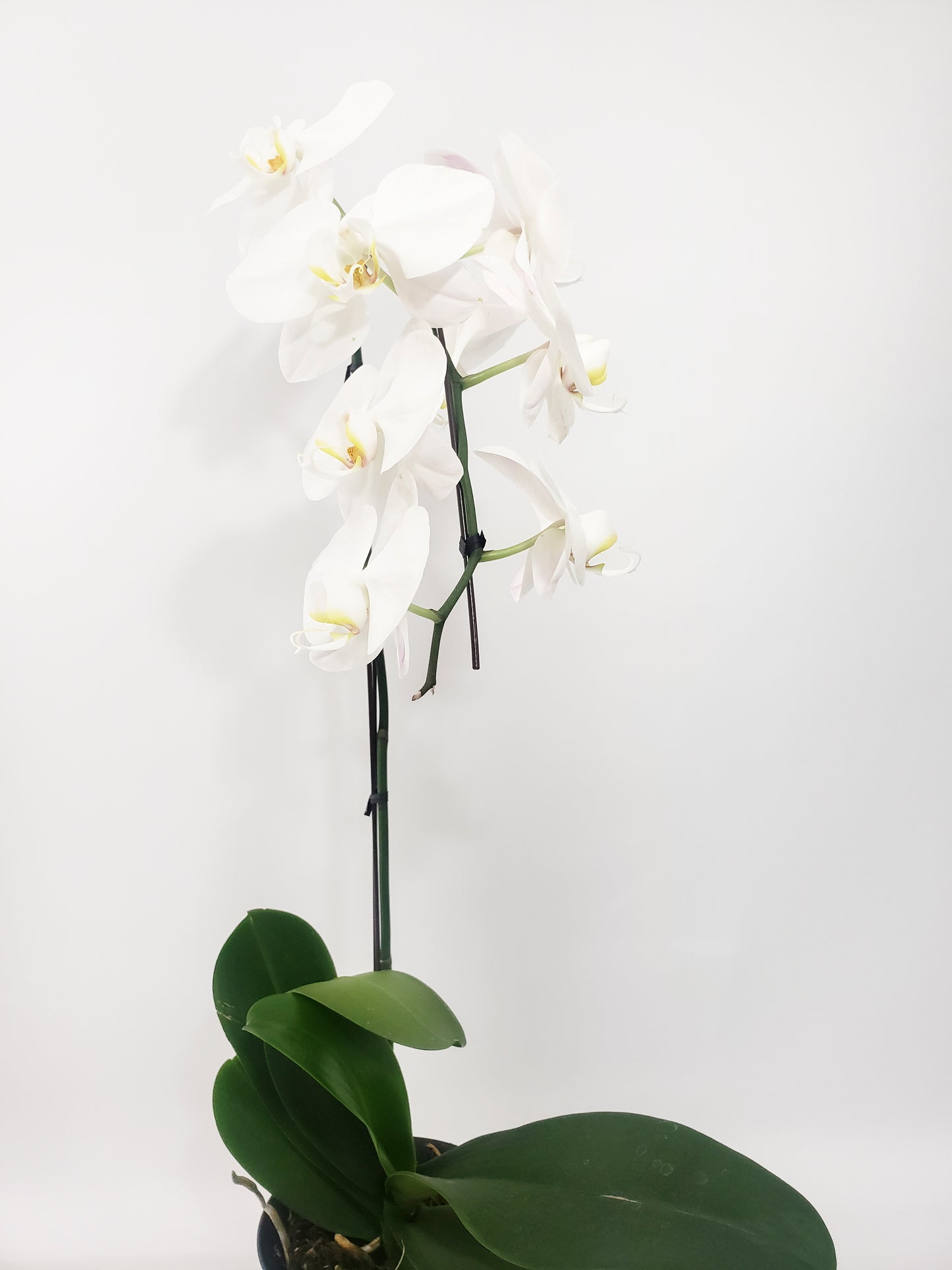 WHITE ORCHID